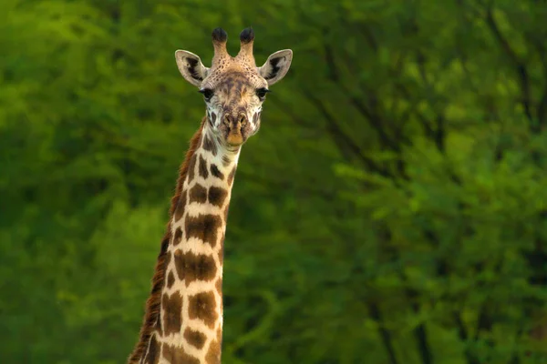 Жираф Дикій Природі Східній Африці — стокове фото