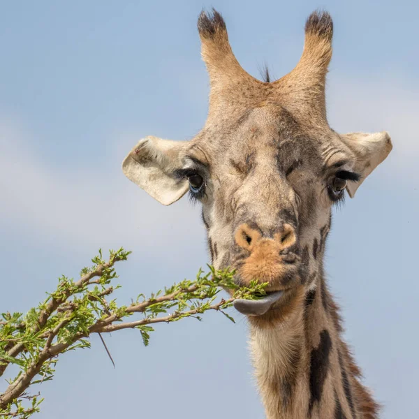 Zsiráf Vadonban Kelet Afrika — Stock Fotó