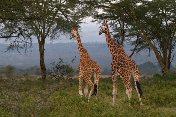 Jirafa Naturaleza África Oriental — Foto de Stock