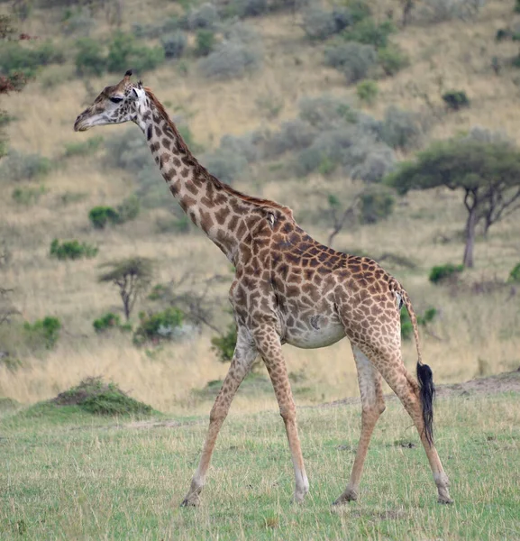 Zsiráf Vadonban Kelet Afrika — Stock Fotó