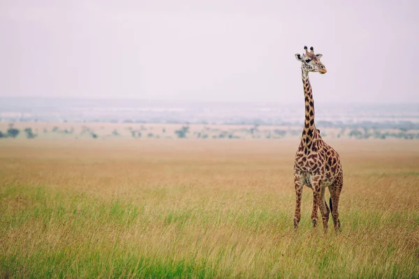 Giraffe Het Wild Oost Afrika — Stockfoto