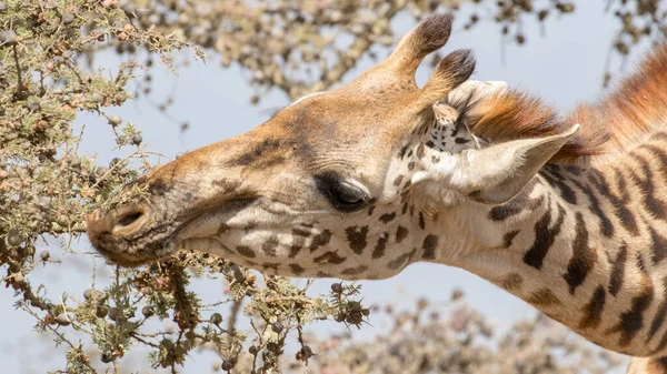 Girafa África Oriental Selvagem — Fotografia de Stock