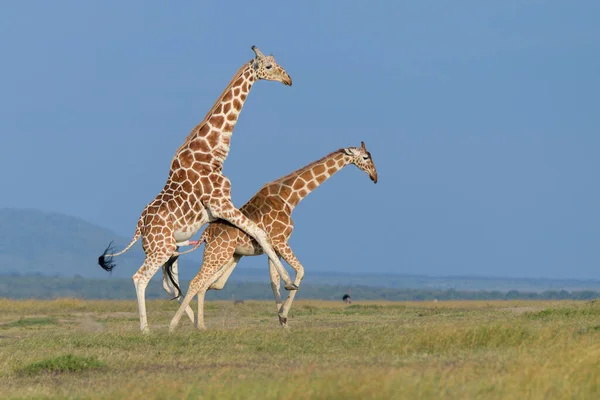 Girafe Dans Nature Afrique Est — Photo