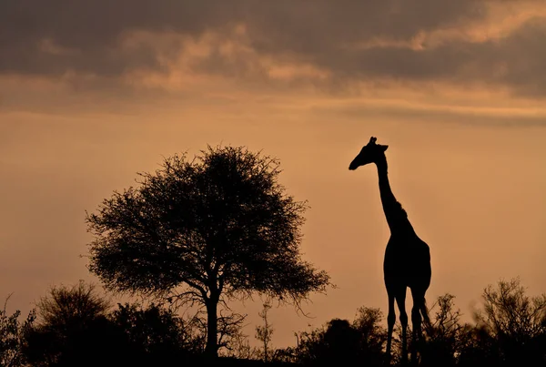 Vahşi Doğu Afrika Zürafa — Stok fotoğraf