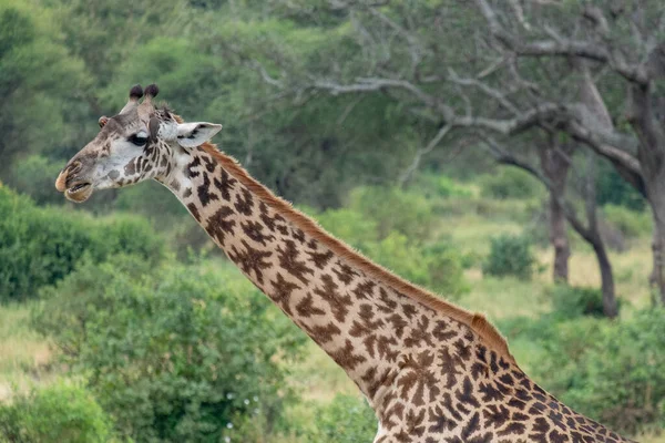 Żyrafa Dziczy Afryka Wschodnia — Zdjęcie stockowe