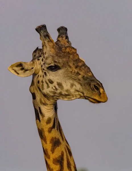 Girafe Dans Nature Afrique Est — Photo
