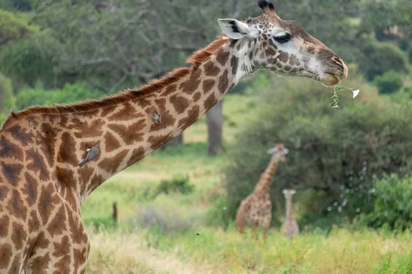Girafa África Oriental Selvagem — Fotografia de Stock