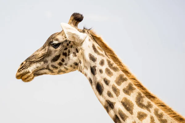 Girafe Dans Nature Afrique Est — Photo