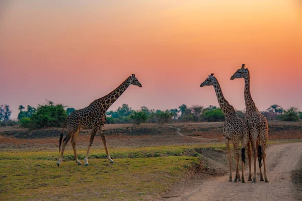 Jirafa Naturaleza África Oriental —  Fotos de Stock