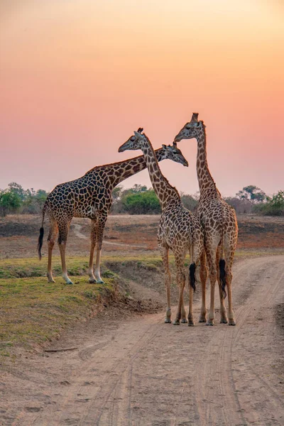 Giraffe Het Wild Oost Afrika — Stockfoto