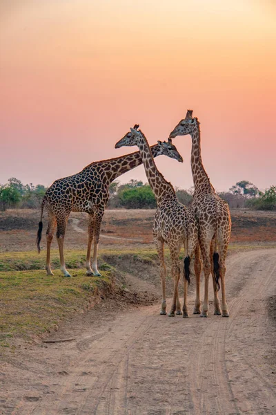 Giraff Det Vilda Östafrika — Stockfoto