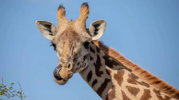 Zsiráf Vadonban Kelet Afrika — Stock Fotó