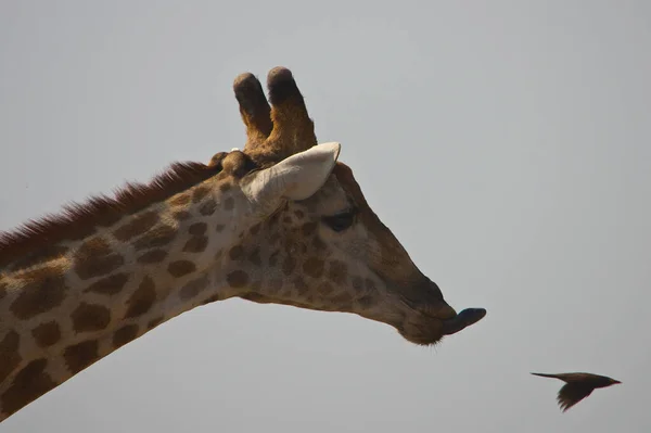 Girafe Dans Nature Afrique Est — Photo