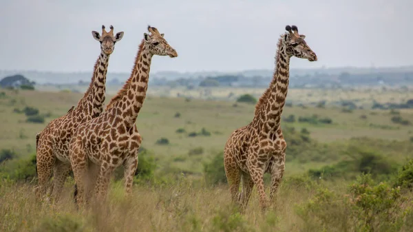 Jirafa Naturaleza África Oriental — Foto de Stock