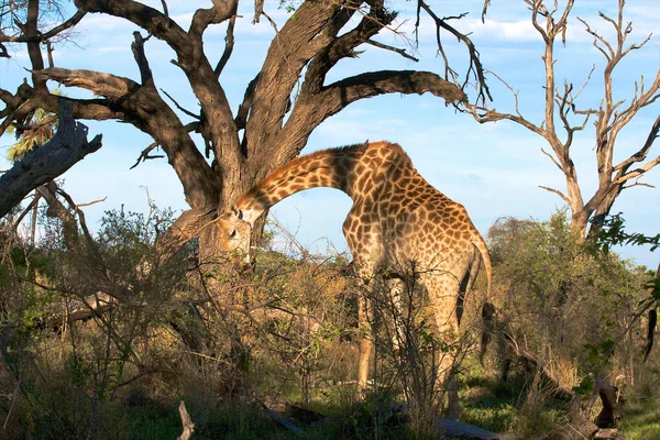 Giraffe Wild East Africa — Stock Photo, Image