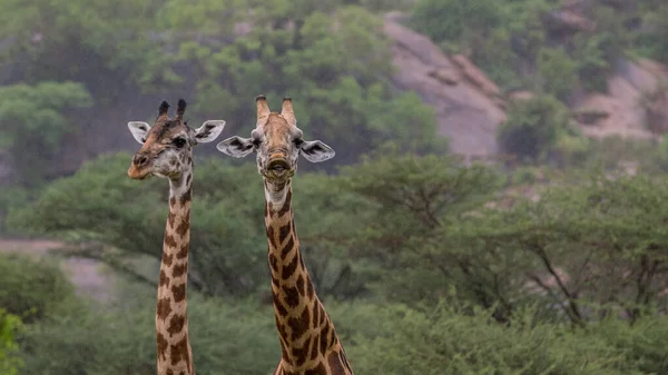 Girafa África Oriental Selvagem — Fotografia de Stock