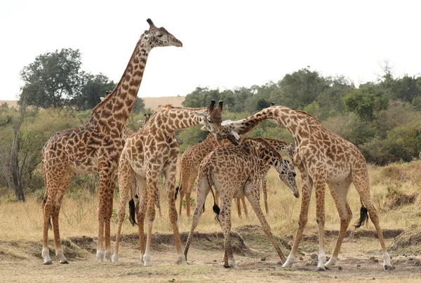 东非野外的长颈鹿 — 图库照片