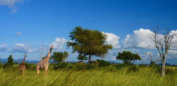 Giraffa Natura Africa Orientale — Foto Stock