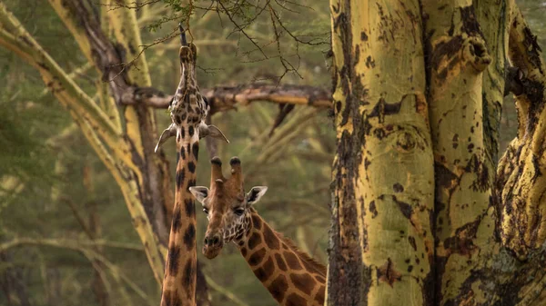 Girafe Dans Nature Afrique Est — Photo