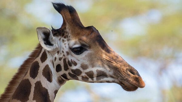 Giraffe in the wild, East Africa