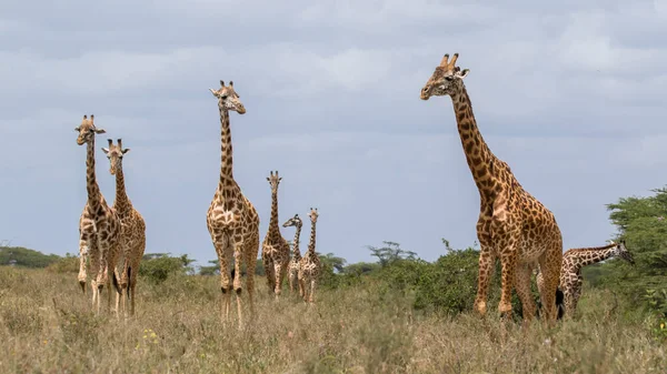 Zsiráf Vadonban Kelet Afrika — Stock Fotó