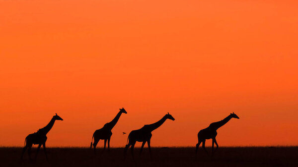 Giraffe in the wild, East Africa