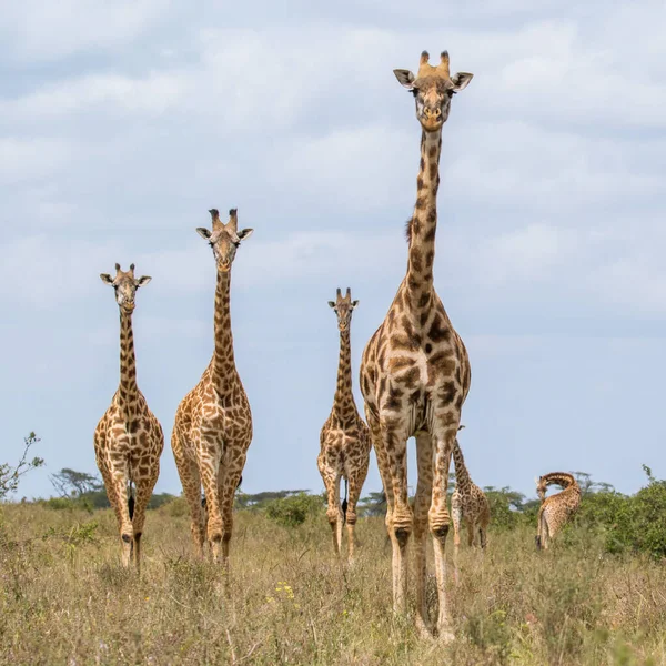 Girafa África Oriental Selvagem — Fotografia de Stock