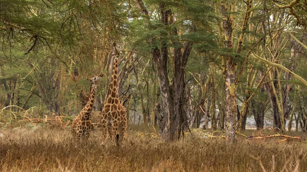 Žirafa Volné Přírodě Východní Afrika — Stock fotografie