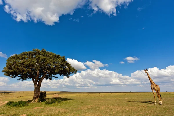 Girafa África Oriental Selvagem — Fotografia de Stock