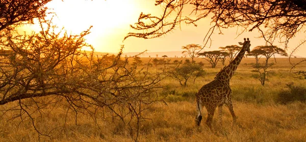 Girafa África Oriental Selvagem — Fotografia de Stock