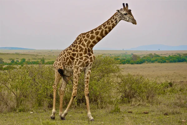 Jirafa Naturaleza África Oriental —  Fotos de Stock