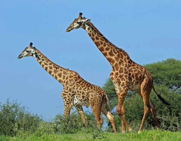 Jirafa Naturaleza África Oriental — Foto de Stock