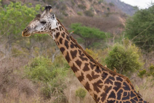 Žirafa Volné Přírodě Východní Afrika — Stock fotografie