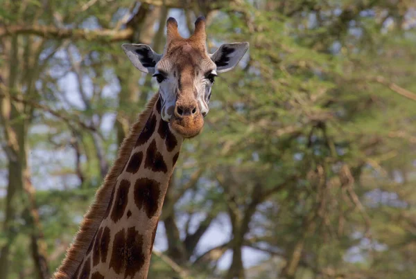 Žirafa Volné Přírodě Východní Afrika — Stock fotografie