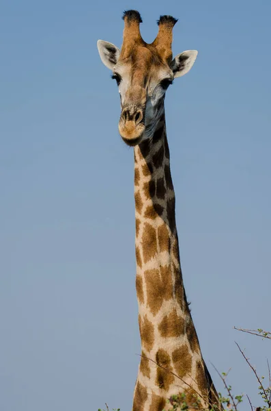 Žirafa Volné Přírodě Východní Afrika — Stock fotografie