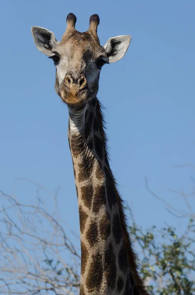 Žirafa Volné Přírodě Východní Afrika — Stock fotografie