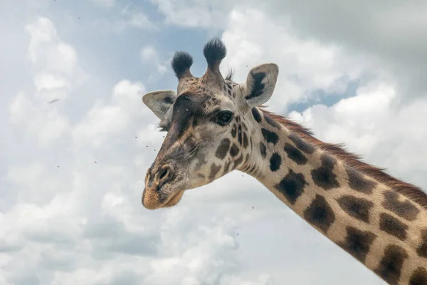 Girafa África Oriental Selvagem — Fotografia de Stock