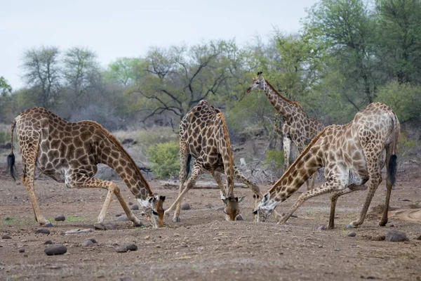 Giraffe Wild East Africa — Stock Photo, Image