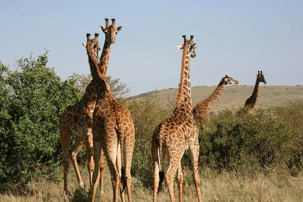 Jirafa Naturaleza África Oriental — Foto de Stock