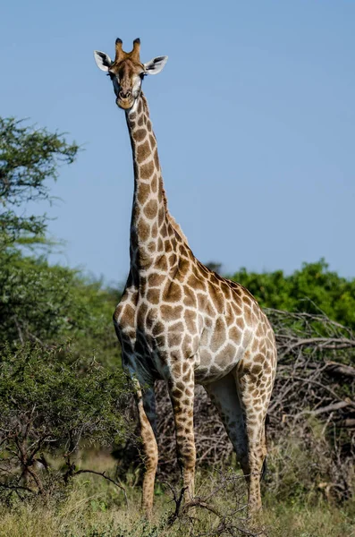 Girafe Dans Nature Afrique Est — Photo