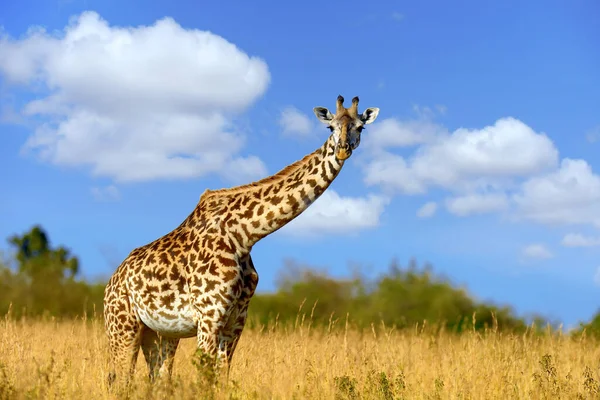 Giraffa Sulla Savana Nel Parco Nazionale Dell Africa — Foto Stock