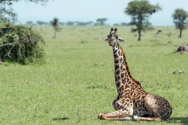 Giraffe Wild East Africa Stock Image