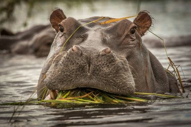 Hippopotamus amfibi. Doğal ortamında vahşi bir hayvan. Afrika yaban hayatı. Burası Afrika..
