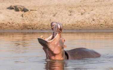 Hippopotamus amfibi. Doğal ortamında vahşi bir hayvan. Afrika yaban hayatı. Burası Afrika..