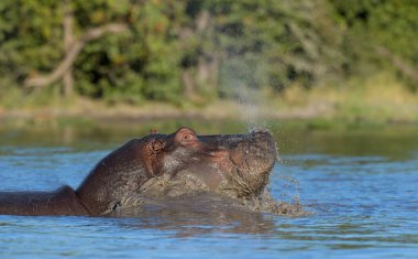 Hippopotamus amfibi. Doğal ortamında vahşi bir hayvan. Afrika yaban hayatı. Burası Afrika..