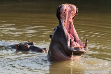 Hippopotamus amfibi. Doğal ortamında vahşi bir hayvan. Afrika yaban hayatı. Burası Afrika..