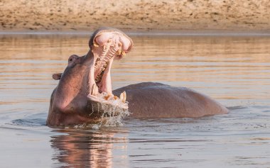 Hippopotamus amfibi. Doğal ortamında vahşi bir hayvan. Afrika yaban hayatı. Burası Afrika..