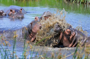 Hippopotamus amfibi. Doğal ortamında vahşi bir hayvan. Afrika yaban hayatı. Burası Afrika..