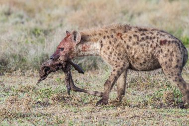 Afrika siyah benekli sırtlanı