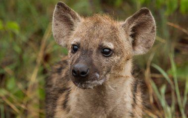 Afrika siyah benekli sırtlanı